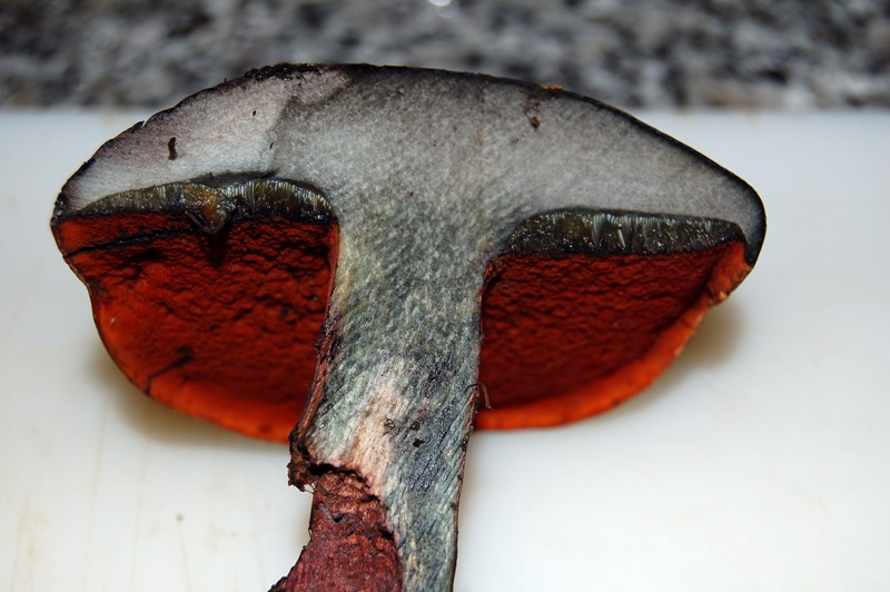 Boletus da determinare.